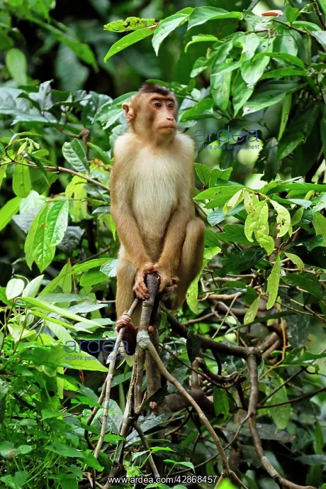 : Pig-tailed Macaque : Pig-tailed Macaque