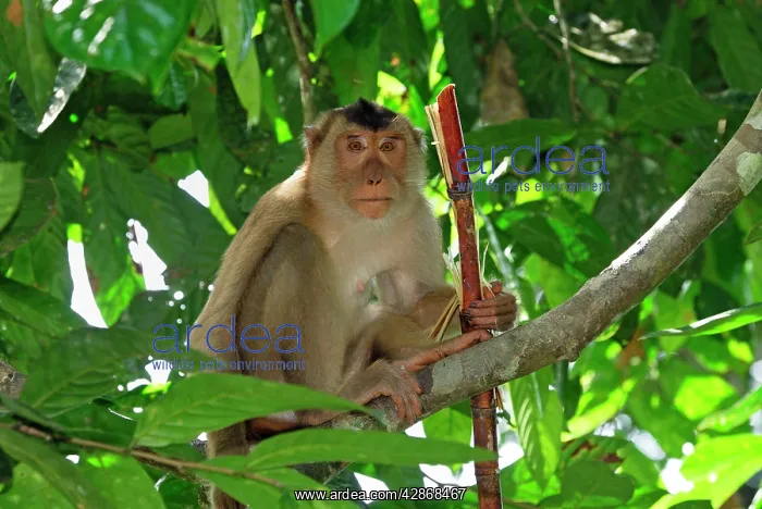 : Pig-tailed Macaque : Pig-tailed Macaque