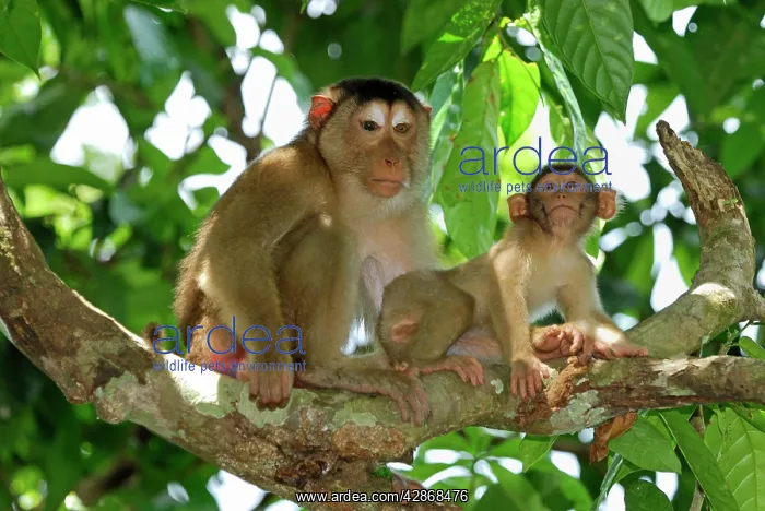 : Pig-tailed Macaque : Pig-tailed Macaque