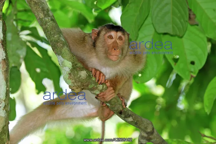 : Pig-tailed Macaque : Pig-tailed Macaque