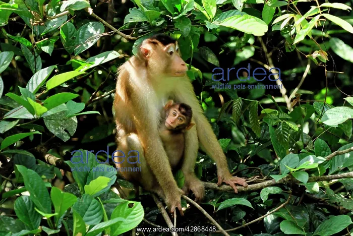 : Pig-tailed Macaque - with baby : Pig-tailed Macaque - with baby