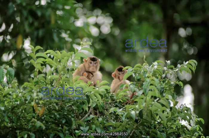 : Pig-tailed Macaque - Female with infant and juvenile : Pig-tailed Macaque - Female with infant and juvenile