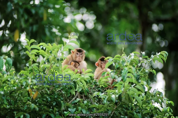 : Pig-tailed Macaque - female with infant and juvenile : Pig-tailed Macaque - female with infant and juvenile