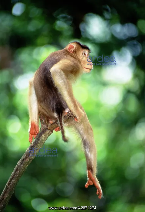 : Pig-tailed Macaque (Macaca nemestrina nemestrina) : Pig-tailed Macaque (Macaca nemestrina nemestrina)