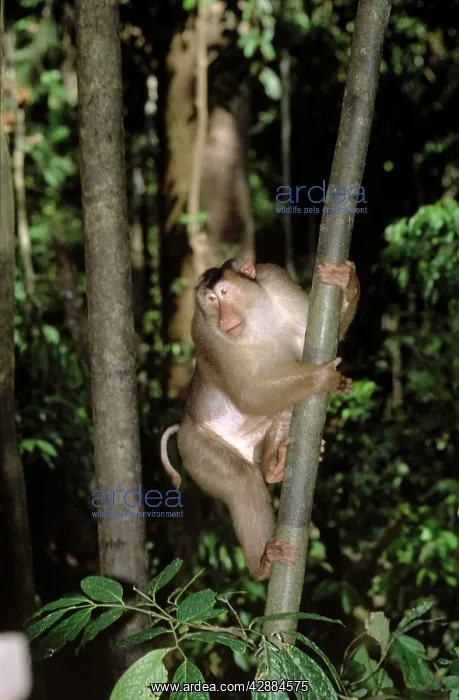 : Pig-tailed Macaque - Male in tree : Pig-tailed Macaque - Male in tree