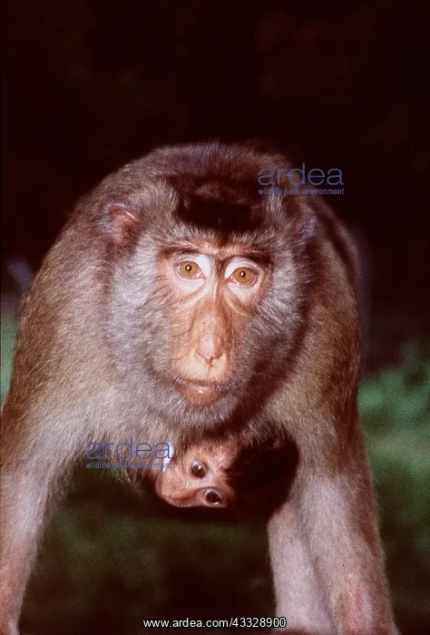 : Pig-Tailed MACAQUE MONKEY - carrying young : Pig-Tailed MACAQUE MONKEY - carrying young