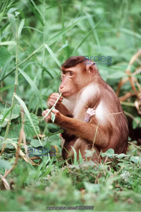 : Pig-Tailed MACAQUE MONKEY - female and baby, eating : Pig-Tailed MACAQUE MONKEY - female and baby, eating