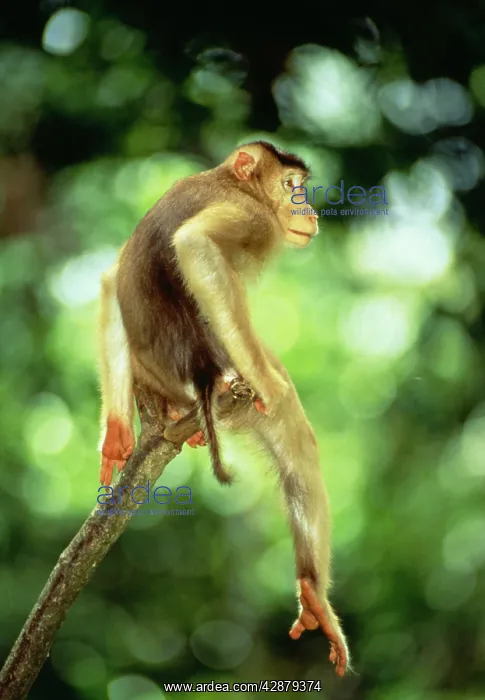 : Pig-Tailed MACAQUE MONKEY - male sitting on branch : Pig-Tailed MACAQUE MONKEY - male sitting on branch