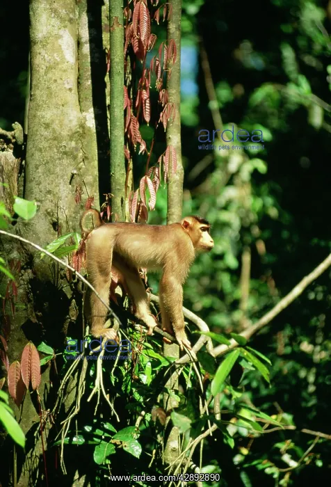 : Pig-Tailed MACAQUE MONKEY - in tree : Pig-Tailed MACAQUE MONKEY - in tree