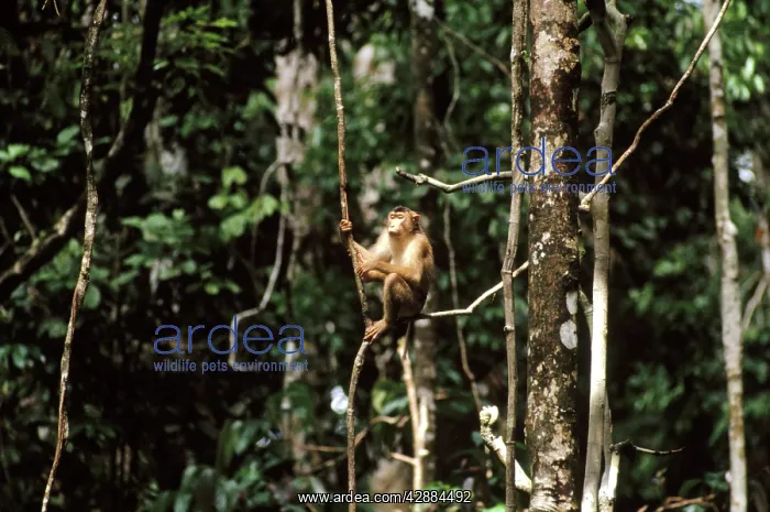 : Pig-tailed Macaque - seated on liana : Pig-tailed Macaque - seated on liana