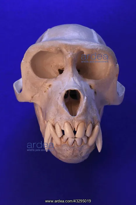 : Pig-tailed Macaque Skull : Pig-tailed Macaque Skull