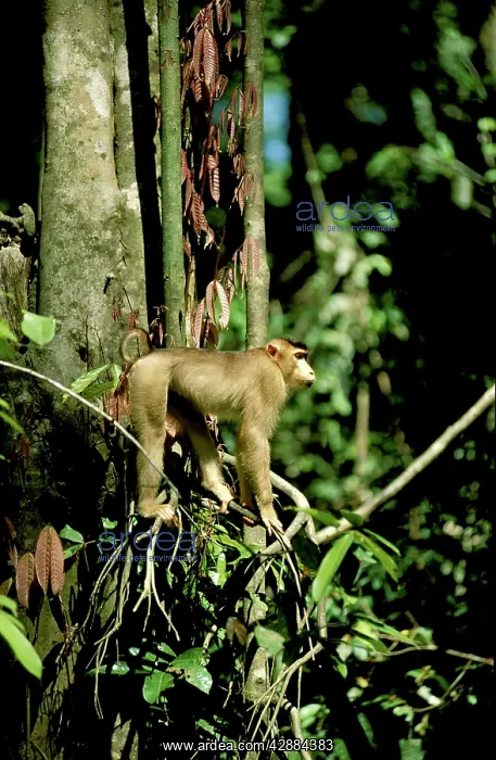 : Pig-tailed Macaque - in tree : Pig-tailed Macaque - in tree