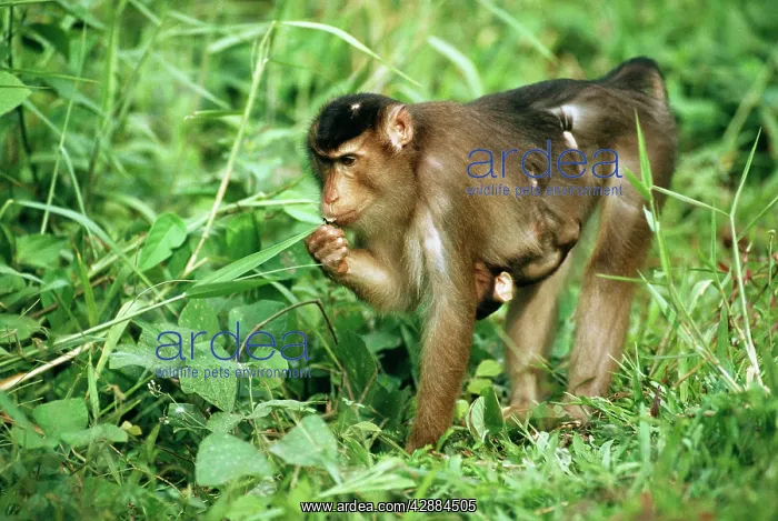: Pig-tailed Macaque - with young clinging to stomach : Pig-tailed Macaque - with young clinging to stomach