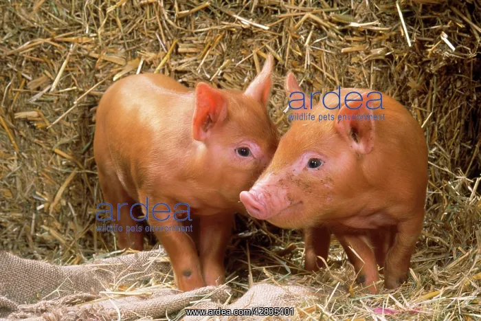  : PIG - Tamworth piglet in straw