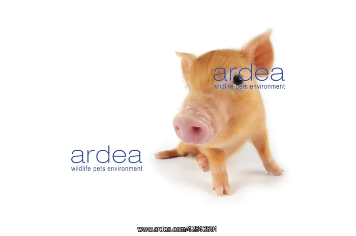  : Pig. Tamworth piglet on white background