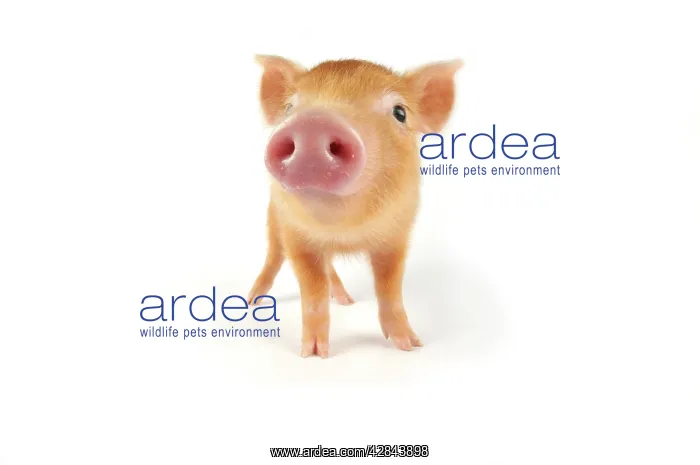 : Pig. Tamworth piglet on white background