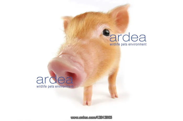  : Pig. Tamworth piglet on white background