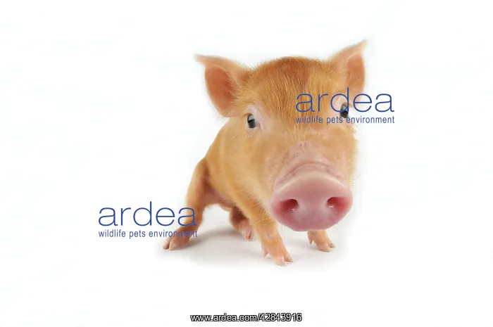  : Pig. Tamworth piglet on white background