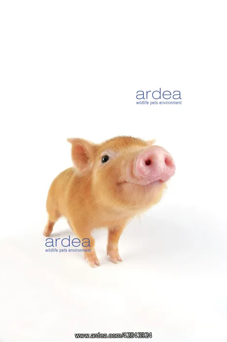  : Pig. Tamworth piglet on white background