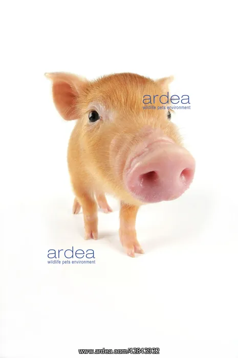  : Pig. Tamworth piglet on white background
