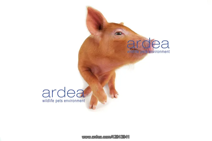  : Pig. Tamworth piglet on white background