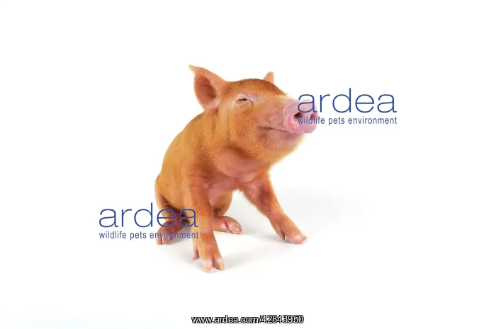  : Pig. Tamworth piglet on white background