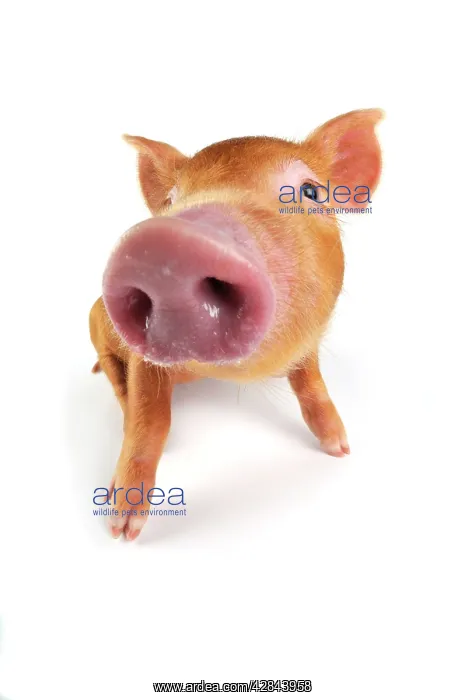  : Pig. Tamworth piglet on white background