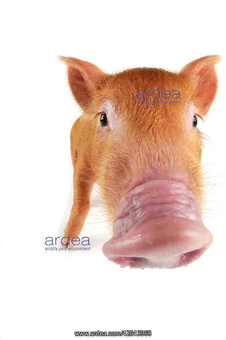  : Pig. Tamworth piglet on white background