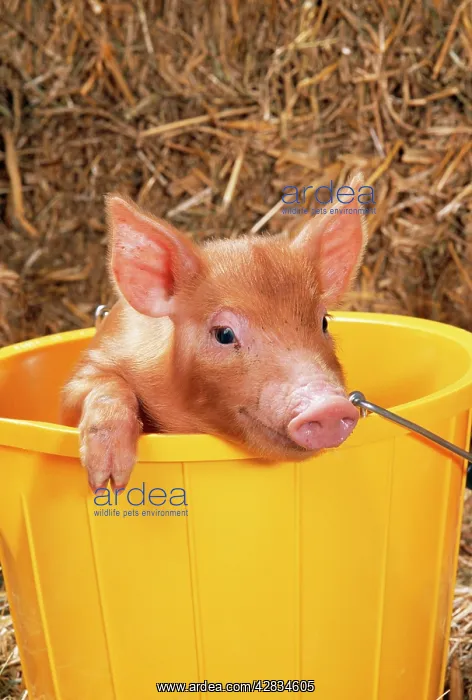  : PIG - Tamworth Piglet in yellow bucket