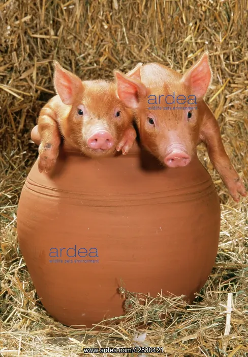  : PIG - Tamworth piglets in flowerpot