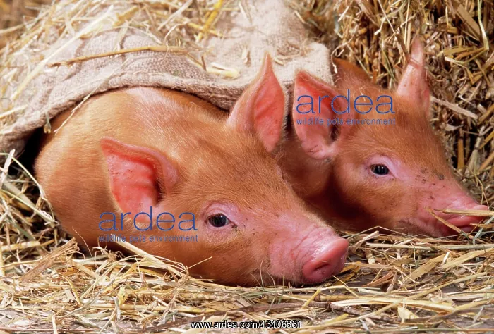  : PIG - two Tamworth piglets lying on straw