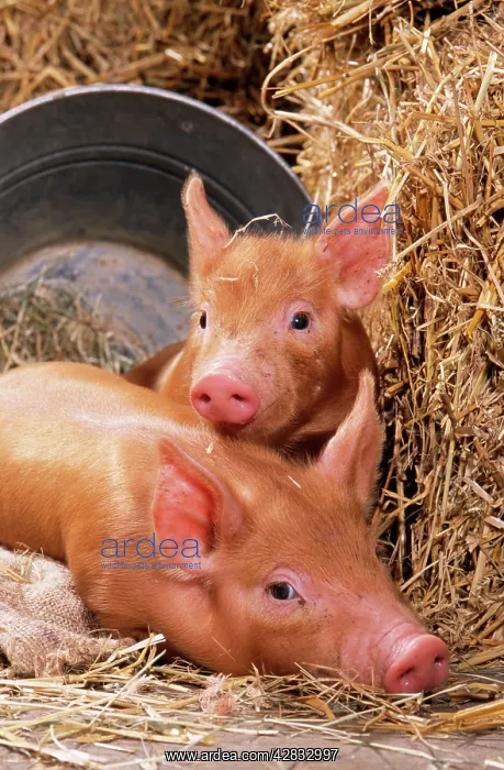  : PIG - Tamworth piglets in straw