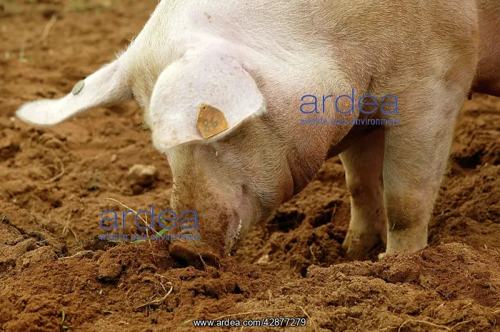: Pig - using snout to dig : Pig - using snout to dig