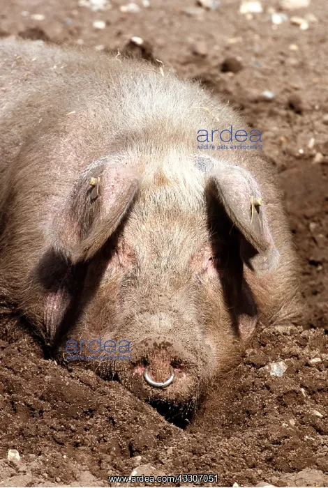 : PIG IN WALLOW - male with ring in nose, wallowing in mud : PIG IN WALLOW - male with ring in nose, wallowing in mud