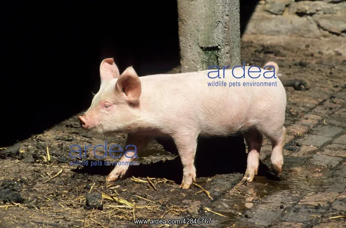  : Pig - wandering around farm