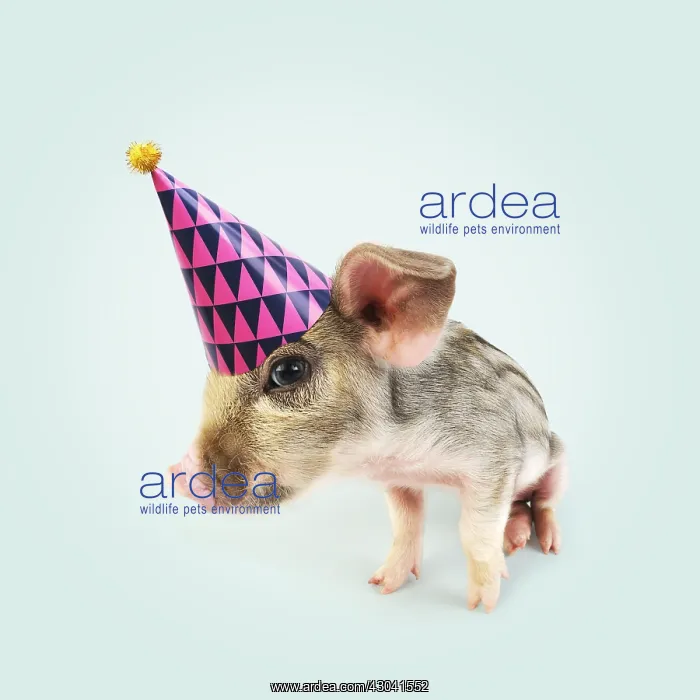  : Pig. Wildboar piglet wearing Birthday party hat