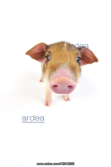  : Pig. Wildboar piglet on white background