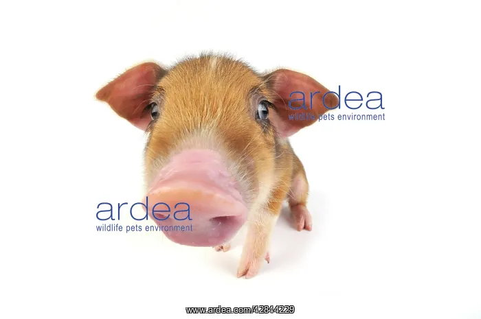  : Pig. Wildboar piglet on white background