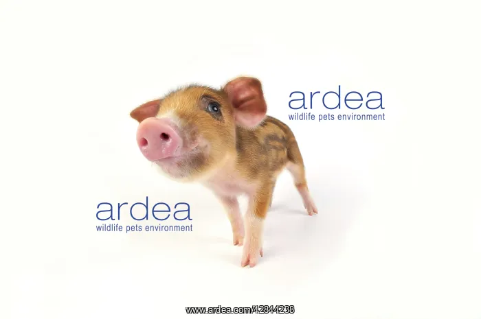  : Pig. Wildboar piglet on white background