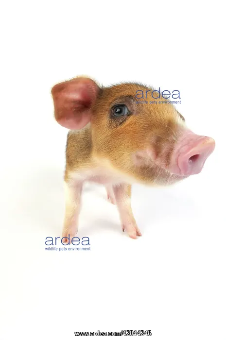  : Pig. Wildboar piglet on white background