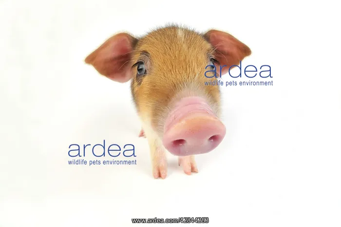  : Pig. Wildboar piglet on white background