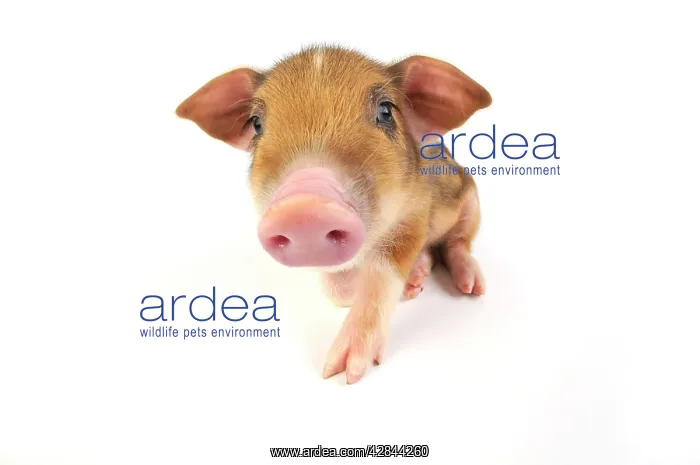  : Pig. Wildboar piglet on white background