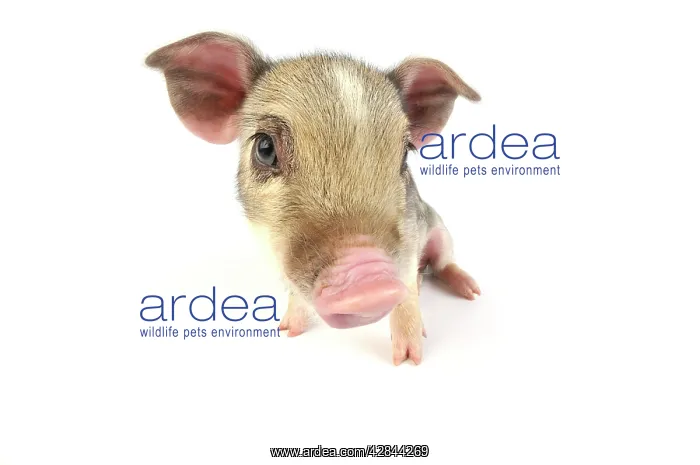 : Pig. Wildboar piglet on white background