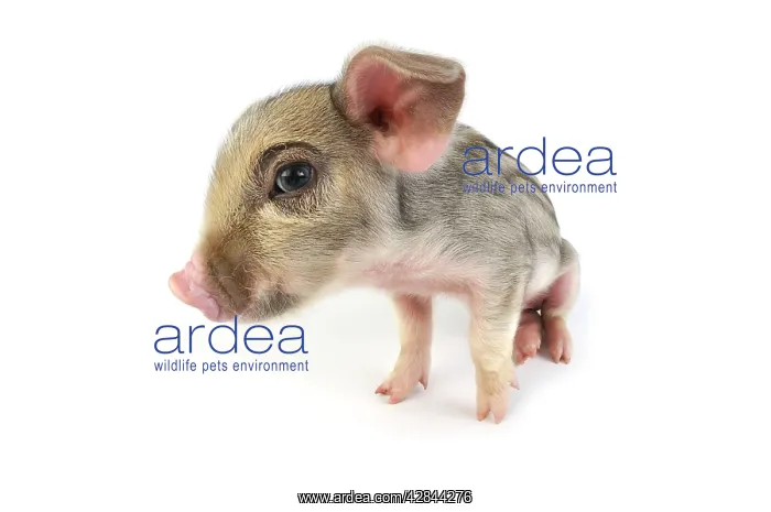  : Pig. Wildboar piglet on white background