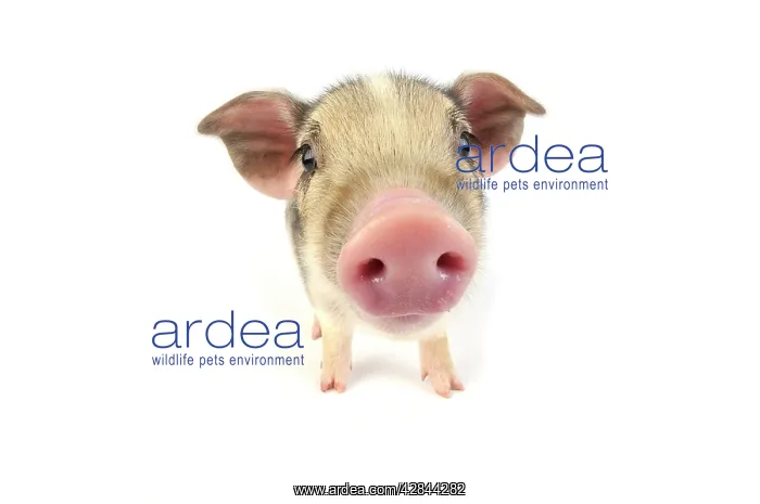  : Pig. Wildboar piglet on white background