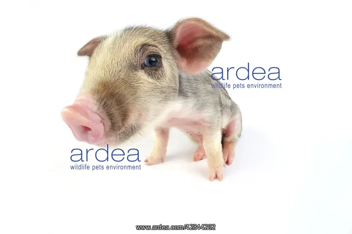  : Pig. Wildboar piglet on white background