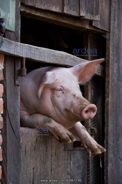: Pig in the window of a barn Alsace France : Pig in the window of a barn Alsace France