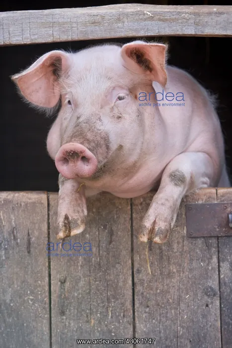 : Pig in the window of a barn Alsace France : Pig in the window of a barn Alsace France