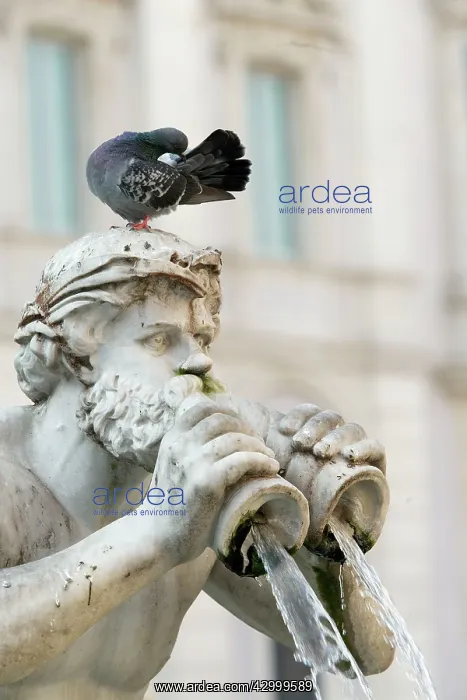 : Pigeon grooming - Piazza Navona - Rome - Italy : Pigeon grooming - Piazza Navona - Rome - Italy