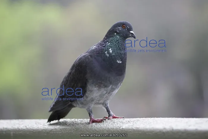 : Pigeon or rock dove perched. (Columba livia). Great Smoky Mts. National Park : Pigeon or rock dove perched. (Columba livia). Great Smoky Mts. National Park